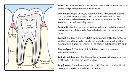 anatomy of a tooth